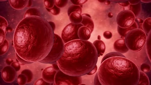 Flowing Red Blood Cells in Microscopic Medical Animation