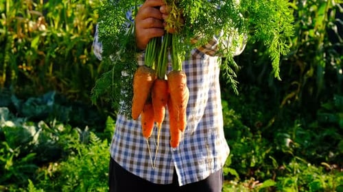 Carrot Harvest in the Hands of a Farmer Selective Focus