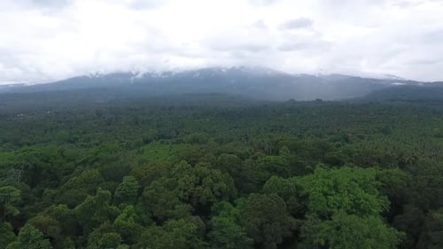 Aerial forest view