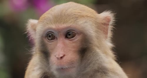 Macaques in nature. Macaques constitute a genus (Macaca) of gregarious monkeys. Macaques are found