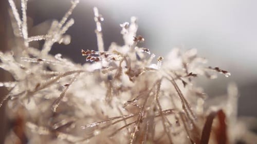 Icy Plant Details in Winter Landscape