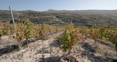 Rows of Abundance fängt die Schönheit des Weinanbaus in einem Weingut ein