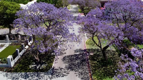 Vibrant jacaranda trees in full bloom line a quiet suburban street