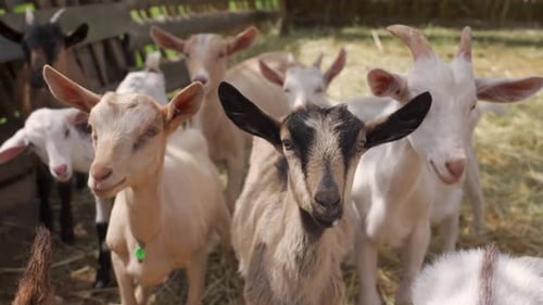 Baby Goatlings Raising on the Farm