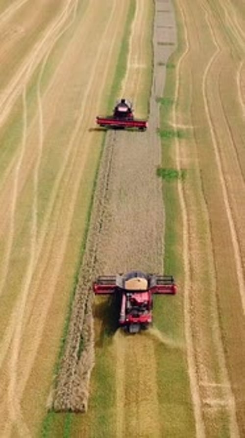 Two combines work together to harvest a large wheat field. Agriculture landscape. Aerial view.