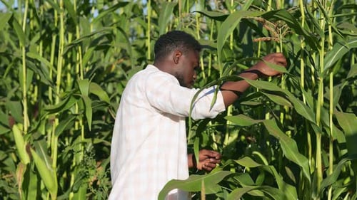 Man Inspecting Corn Crops in Rural Farm Field