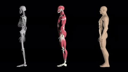 Human skeleton, anatomy in motion on transparent background with alpha channel.