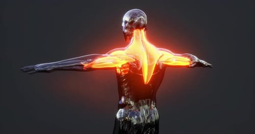 3D Human Anatomy Scan with Glowing Muscles