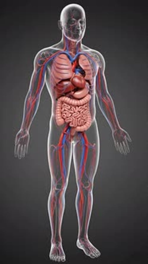 Cardiovascular System - Heart & Blood Vessels Anatomy 3D Medical Animation | Manestream Den
