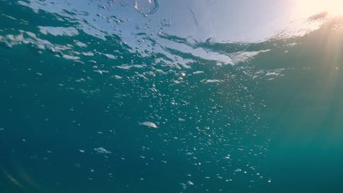 Bubbles of Air Rise to the Surface of the Sea
