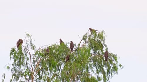 Many Birds Perched High in a Green Tree