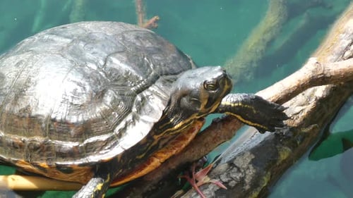 Sumpfschildkröte aus nächster Nähe, die sich an einem sonnigen Tag in der Wildnis des Sees ausruht