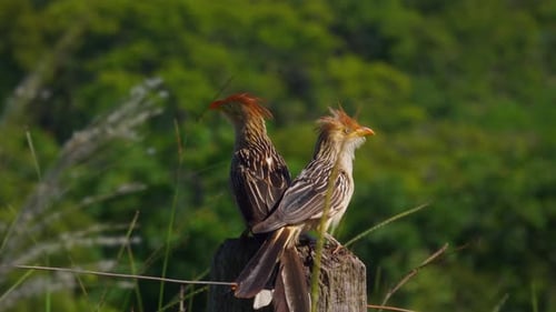 Guira Cuckoo Birds Perched on Post
