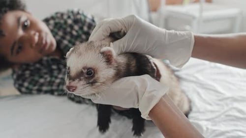 Vet Doctor Examining Ferret in Clinic