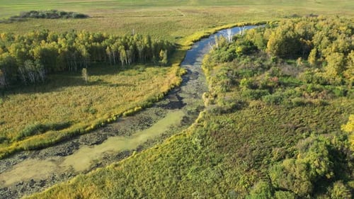 A View From Above of the Swampy Rive Runs Between Fields and Forests A Thick Yellow Mud Duckweed and