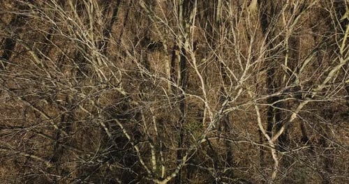 Branches Of The Trees Without Leaves Over Sunny Forest. Aerial Shot