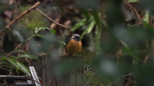 Male Daurian redstart perching and tail flicking on a block of wood surrounded by wild plants before