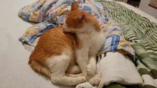 White and red tabby house cat laying on the bed
