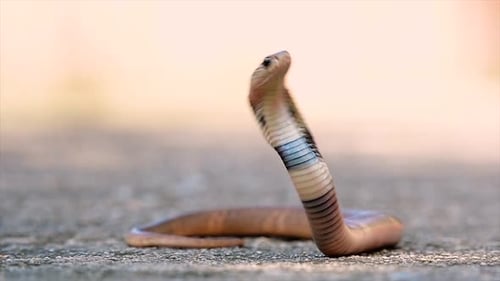 Cobra Snake Coiled and Upright Close-Up