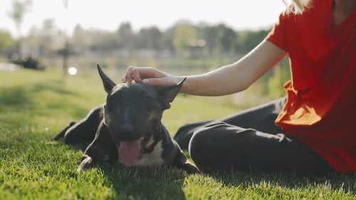 Hände einer kaukasischen Tierbesitzerin in einem Park, die ihrem Mini-Bullterrier-Mädchen Liebe zeigt