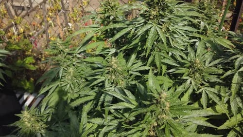 Marijuana plant bush in the courtyard of a house in the sun.