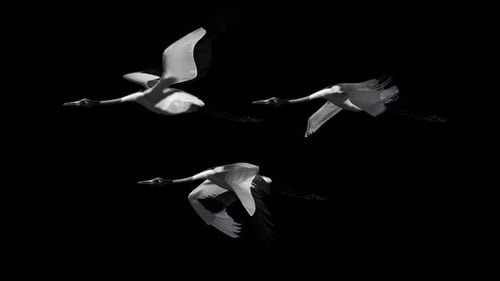 Elegant Flying Cranes Seamless Loop