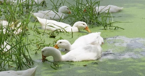 Ducks swimming a green pond natural habitat wildlife serene environment close-up view