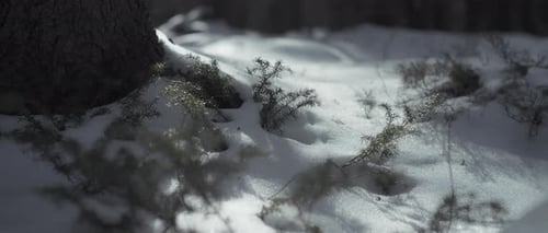 Snow covering the forest ground near pine trees in winter