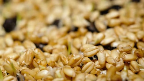 Time Lapse of Wheat Seeds Sprouting to Life
