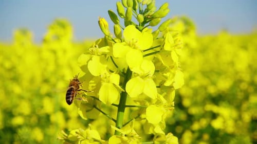 Bee Pollinating Yellow Flower in a Sunny Field