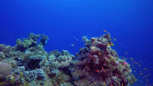 Colourful Coral Reef