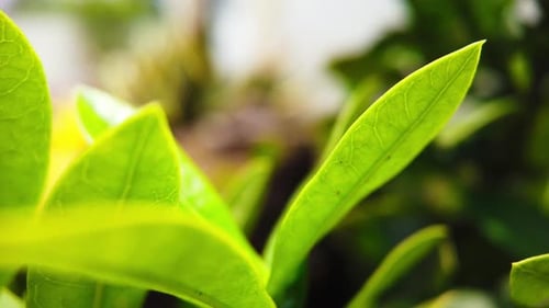 Dynamic timelapse captures close-up shots of tropical plant leaves during daytime, with other plants
