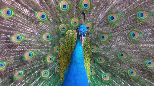 Peacock Displays Brilliant Iridescent Feathers