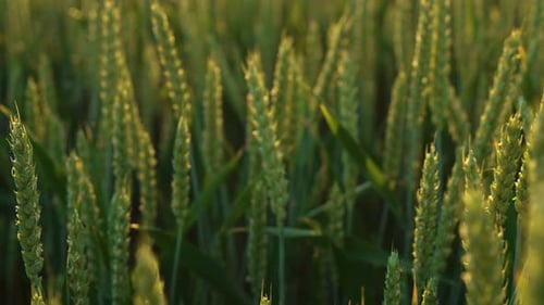 Ripening Wheat Spikelets with Grain in Field at Sunset Close Up