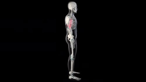 3D Human Skeleton and Muscle Anatomy Rotation