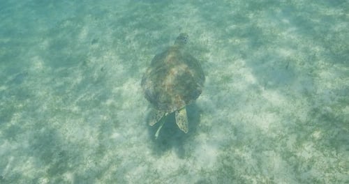 A lone sea turtle glides gracefully over a shallow seagrass bed in clear tropical waters, captured