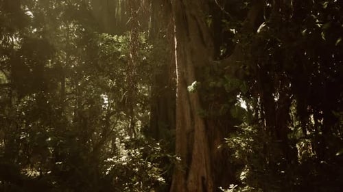 Lush Jungle Landscape in Vietnam During the Golden Hour with Vibrant Foliage