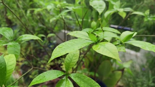 Tracking shot of a rich green leaves glistening with rain water droplets