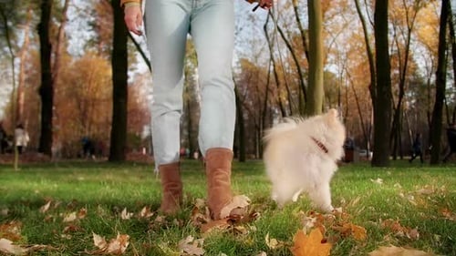Closeup View of Unrecognized Female Walking Her Fluffy Cute Pet Outdoors