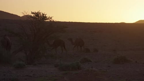 Camels Walking in Arid Desert at Sunset