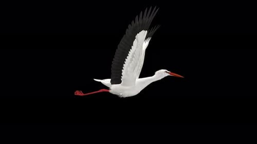 White Stork Bird - Flying Loop - Side View Close Up - Alpha Channel