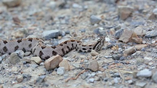 Snake Resting on Rocky Terrain in Close-Up