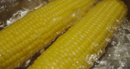 Yellow Corn Boiling in a Pot of Water
