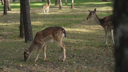 Young Deer Grazing Peacefully in Sunny Forest
