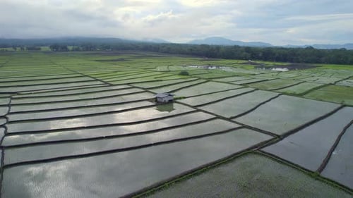 Zeu 14Breathtaking aerial view of vast green rice fields with a misty mountain backdrop.