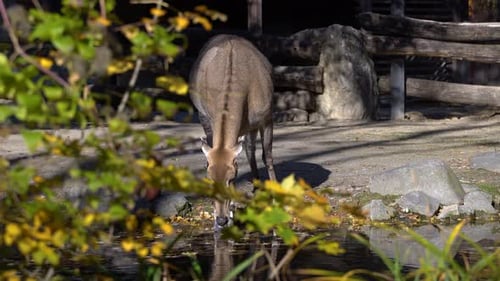 Nilgai buvant depuis un point d'eau, vue derrière les arbres
