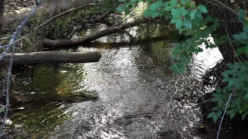 Creek flows past trees and fallen logs.