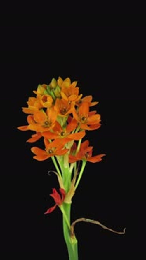 Growing, opening and rotating orange african lily with ALPHA channel, vertical