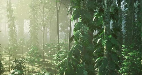 Lush Green Forest Illuminated By Soft Sunlight in Early Morning Hours