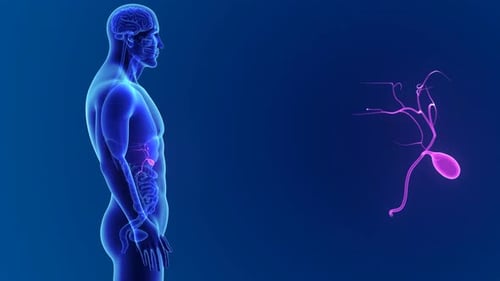 Human Body Anatomy with Gallbladder and Bile Ducts 3D Animation